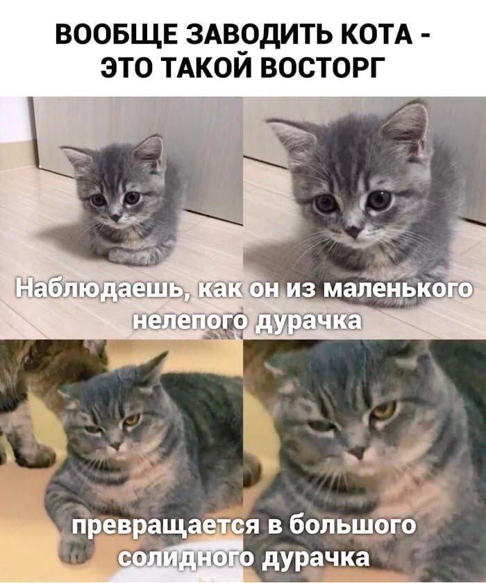 ВООБЩЕ ЗАВОДИТЬ КОТА ЭТО ТАКОЙ ВОСТОРГ KaKic 3 маленького нелепого дурачка превращае я в больш oro дурачка