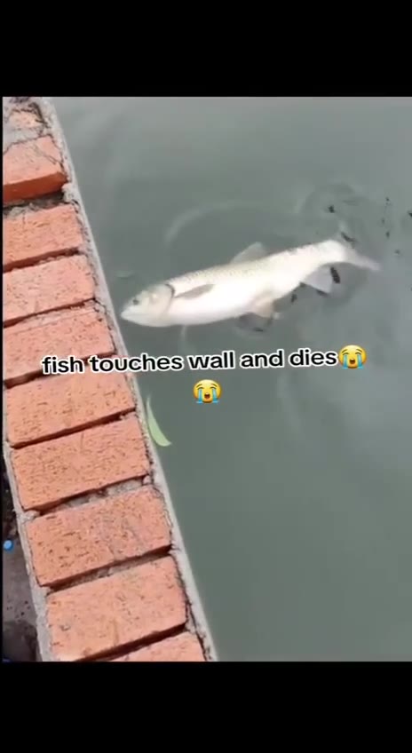 fish touches wallfand dies ~sfish touches\wallfandidies, =) gfishttouches, walllandidies\