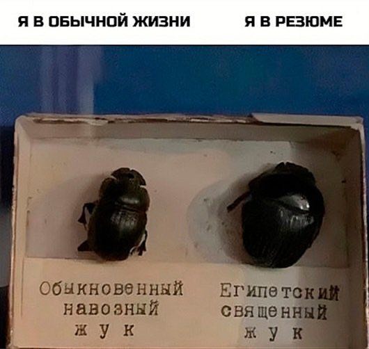 Обыкновенный навозный священный жук к