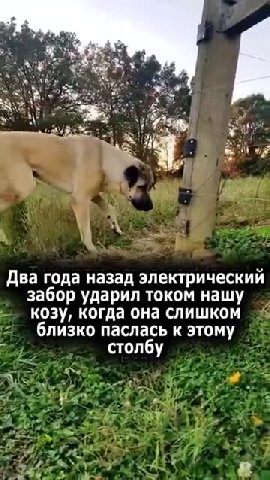 Два года назад электрический забор ударил током нашу козу, когда она слишком близко паслась к этому > Онотреагирует на ip = ихкрики, и защитит ^ » отвсего, что причиняет * Ион отгонит коз, если думает