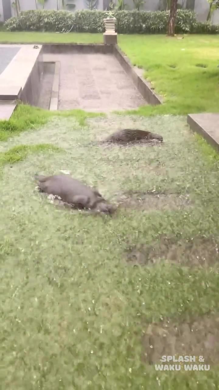 Splash the otter