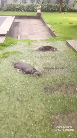 Splash the otter