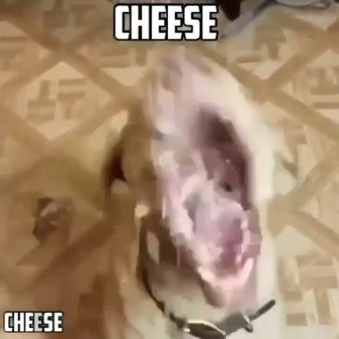 CHEESE CHEESE
