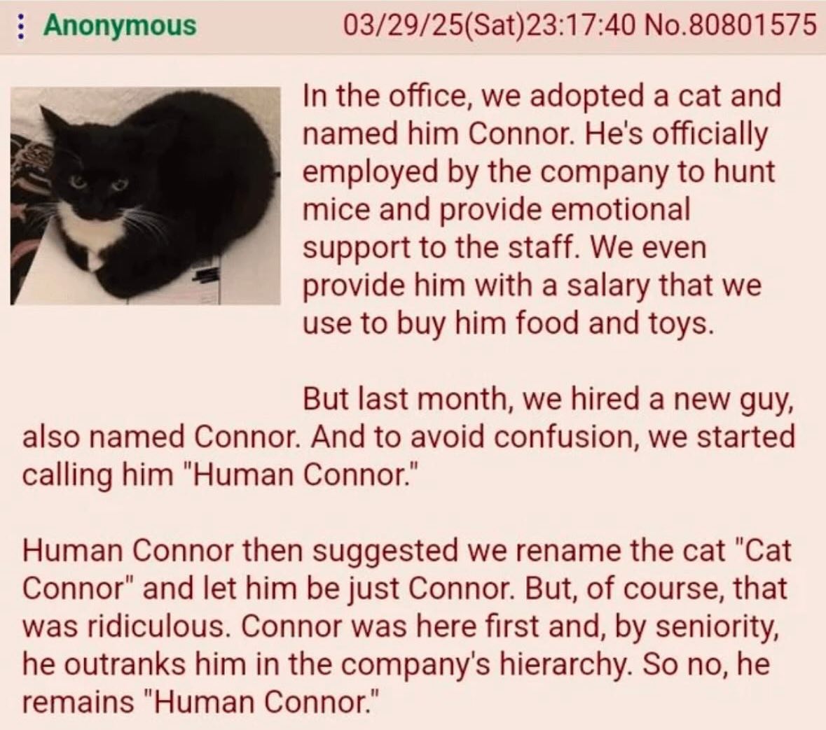 Anonymous 03/29/25(Sat)23:17:40 No.80801575 In the office, we adopted a cat and named him Connor. He's officially employed the company to hunt mice and provide emotional support to the staff. We even 