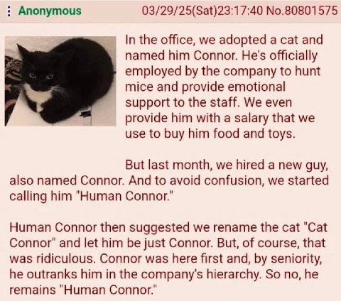 Anonymous 03/29/25(Sat)23:17:40 No.80801575 In the office, we adopted a cat and named him Connor. He's officially employed the company to hunt mice and provide emotional support to the staff. We even 