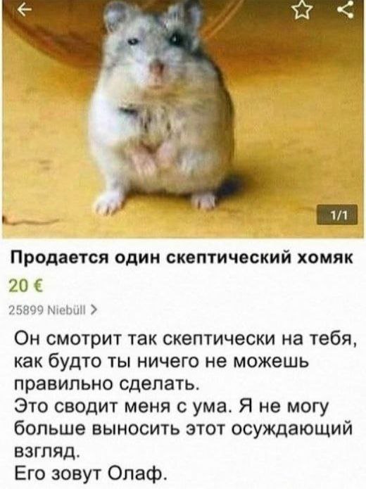 Продается один скептический хомяк 25899 Niebilll Он смотрит так скептически на тебя, как будто ты ничего не можешь правильно сделать. Это сводит меня с ума. Я не могу больше выносить этот осуждающий в