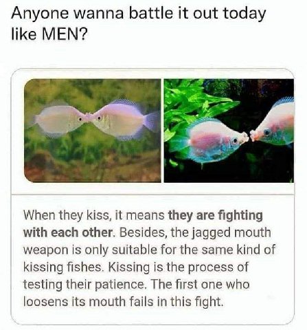 Anyone wanna battle it out today like MEN? When they kiss, it means they are fighting with each other. Besides, the jagged mouth weapon is only suitable for the same kind of kissing fishes. Kissing is