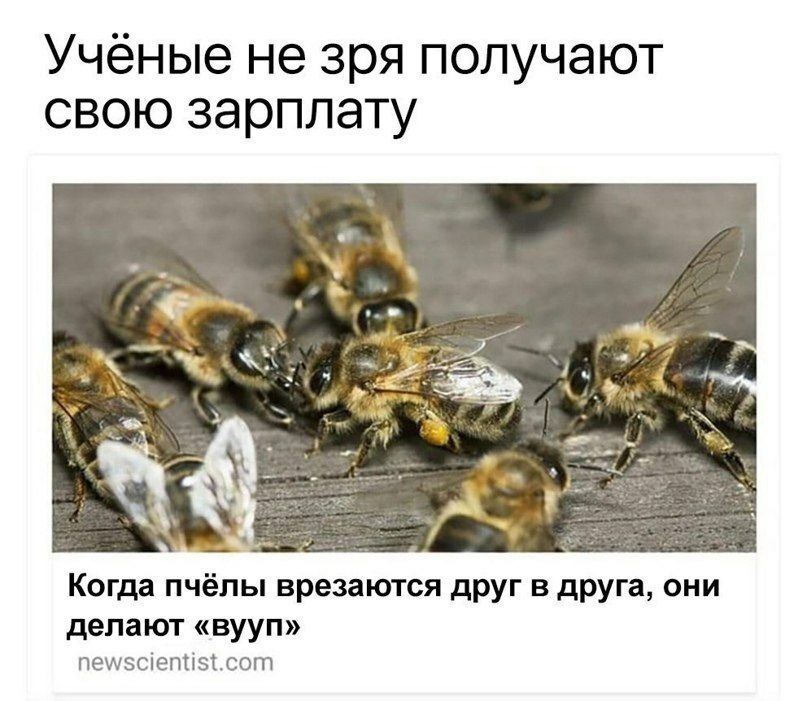 Ученые не зря получают свою зарплату у Когда пчёлы врезаются друг в друга, они делают «вууп» newscientist.com