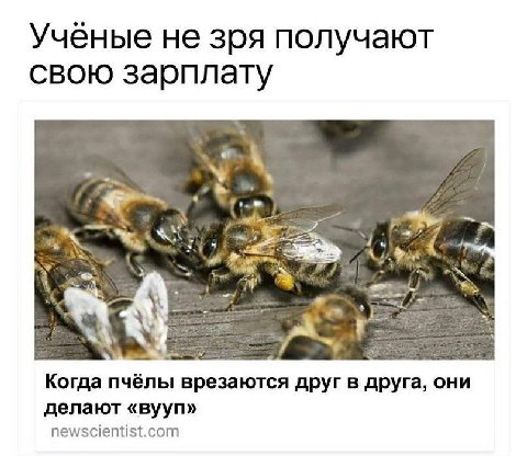 Ученые не зря получают свою зарплату у Когда пчёлы врезаются друг в друга, они делают «вууп» newscientist.com