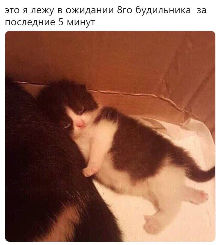 это я лежу в ожидании будильника за последние 5 минут