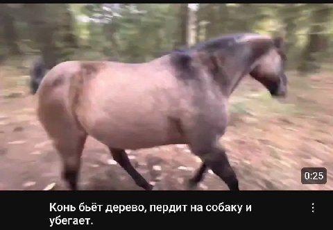 Конь бьёт дерево, пердит на собаку и убегает.