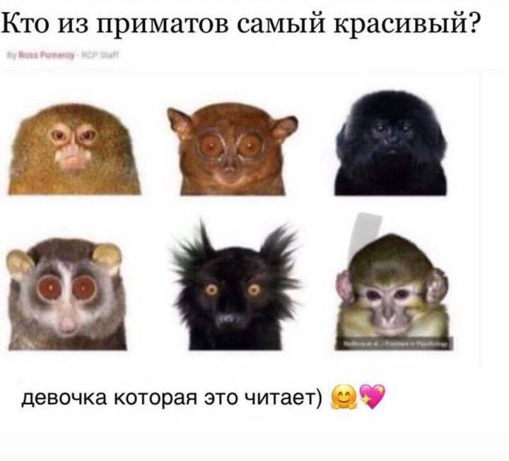 Кто из приматов самый красивый? девочка которая это читает)