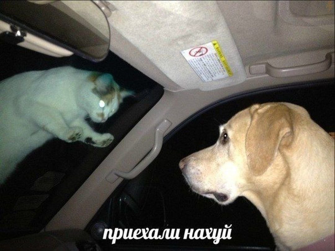 a at 5 a приехали нахуй