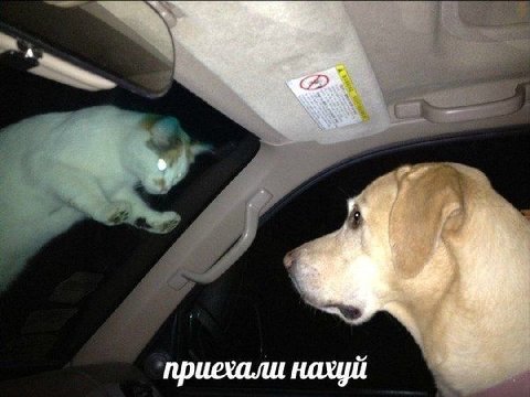 a at 5 a приехали нахуй