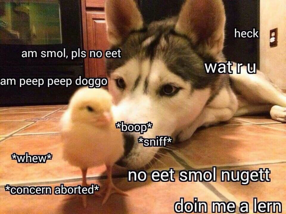 smol, pls no eet peep peep doggo *sniff* по *сопсегп aborted* aN,
