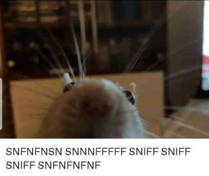 SNFNFNSN SNNNFFFFF SNIFF SNIFF SNIFF SNFNFNFNF
