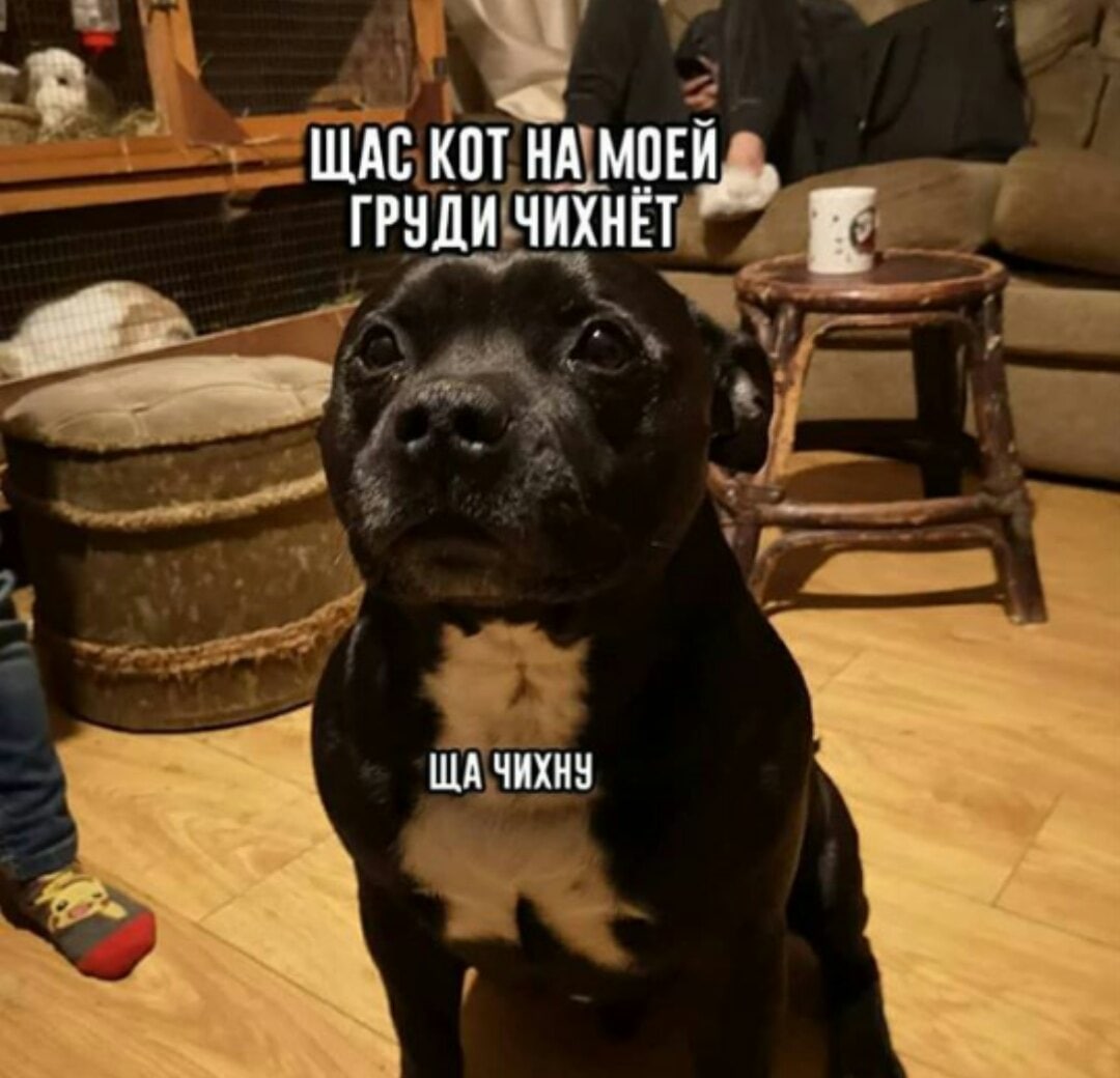 ЩАС КОТ НА МОЕЙ, ГРУДИ ЧИХНЕТ ЧИХНУ