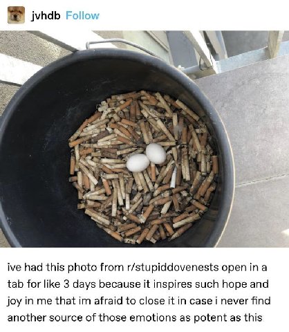 Folk у we Nes 4 4 к NEA ive had this photo from r/stupiddovenests open tab for like 3 days because it inspires such hope and joy in me that afraid to close it in case i never find another source of th