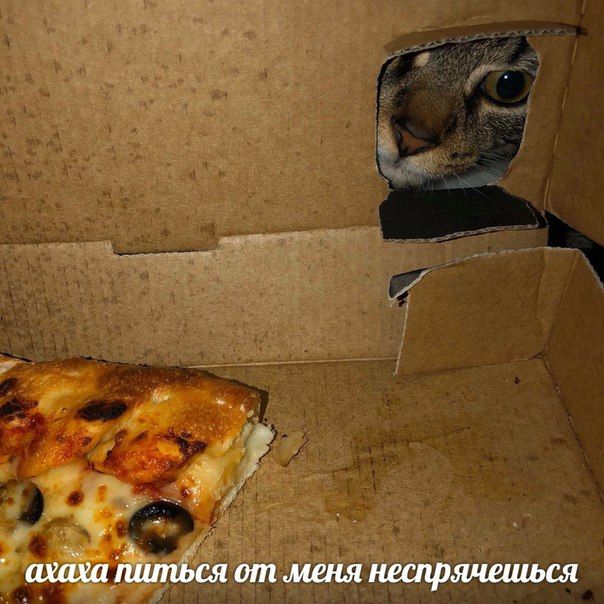 i 5 4 8% 2 2 ПУХ. питься от меня неспрячешься