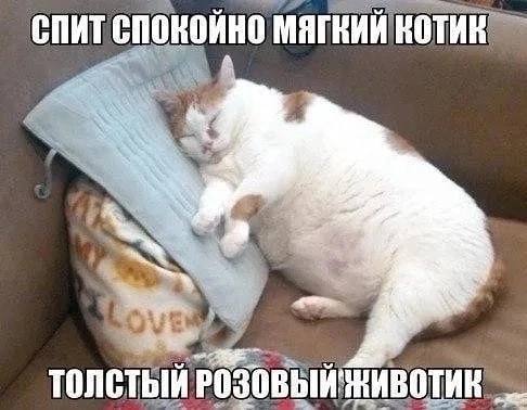 СПИТ СПОКОЙНО МЯГКИЙ КОТИК ТОЛСТЫЙ