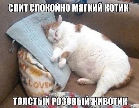 СПИТ СПОКОЙНО МЯГКИЙ КОТИК ТОЛСТЫЙ