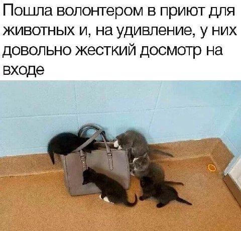 Пошла волонтером в приют для животных и, на удивление, у них довольно жесткий досмотр на входе