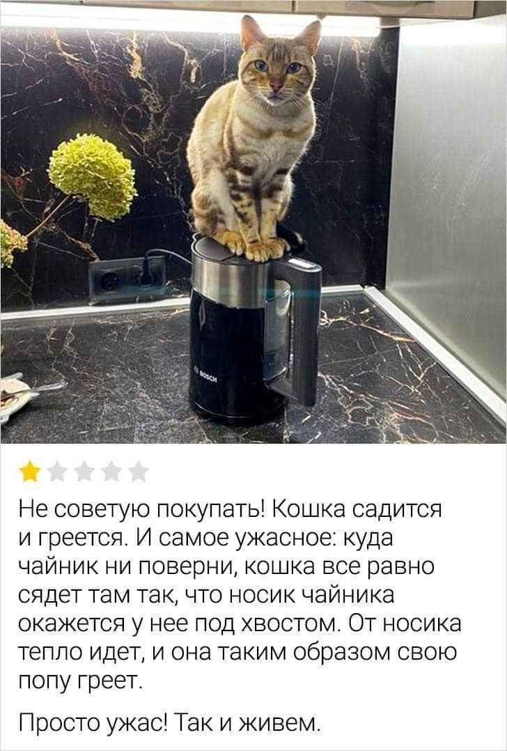 4 и i 3 a Не советую покупать! Кошка садится и греется. И самое ужасное: куда чайник ни поверни, кошка все равно сядет там так, что носик чайника окажется у нее под хвостом. От носика тепло идет, и он