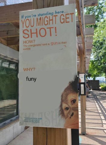 if you're standing VOU MIGHT SHOT! HOW? The orangutans have а gun in their exhibit -5, i WHY? funy