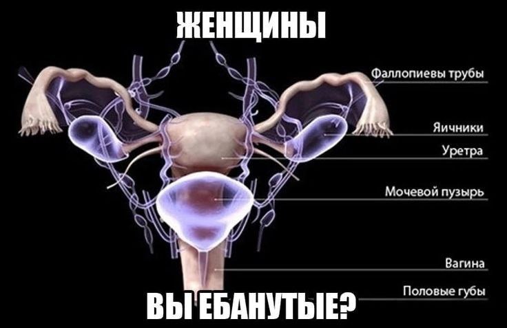 4 Фаллопиевы трубы Яичники Уретра очевой пузырь Вагина Половые губы ВЫ ЕБАНУТЫЕ: