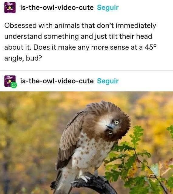 is-the-owl-video-cute Seguir Obsessed with animals that don’t immediately understand something and just tilt their head about it. Does it make any more sense at a 45° angle, bud? is-the-owl-video-cute