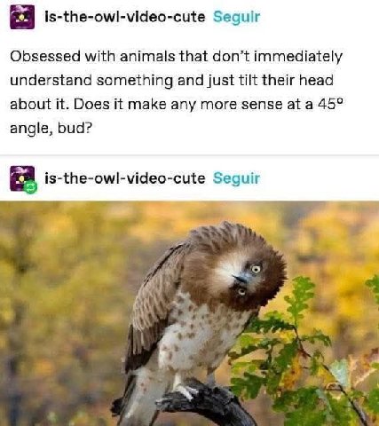 is-the-owl-video-cute Seguir Obsessed with animals that don’t immediately understand something and just tilt their head about it. Does it make any more sense at a 45° angle, bud? is-the-owl-video-cute