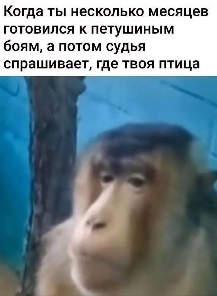 Когда ты несколько месяцев готовился к петушиным боям, а потом судья спрашивает, где твоя птица