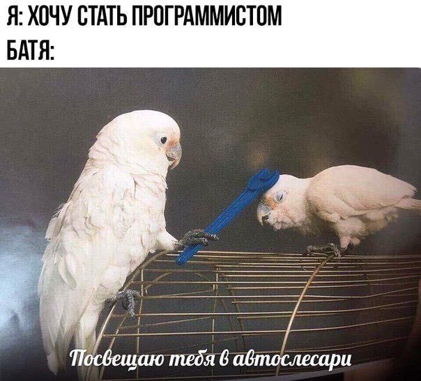 Я: ХОЧУ СТАТЬ ПРОГРАММИСТОМ БАТЯ: тебя 6