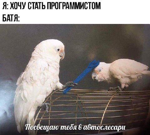 Я: ХОЧУ СТАТЬ ПРОГРАММИСТОМ БАТЯ: тебя 6