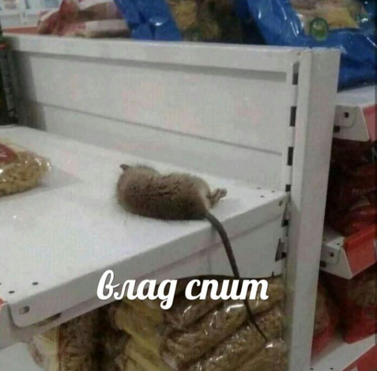 блад спит