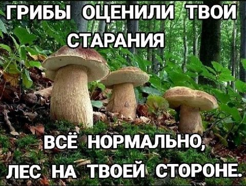 ГРИБЫ ‚ТВОИ ВСЕ НОРМАЛЬНО ЛЕС НА ТВОЕИ. СТОРОНЕ