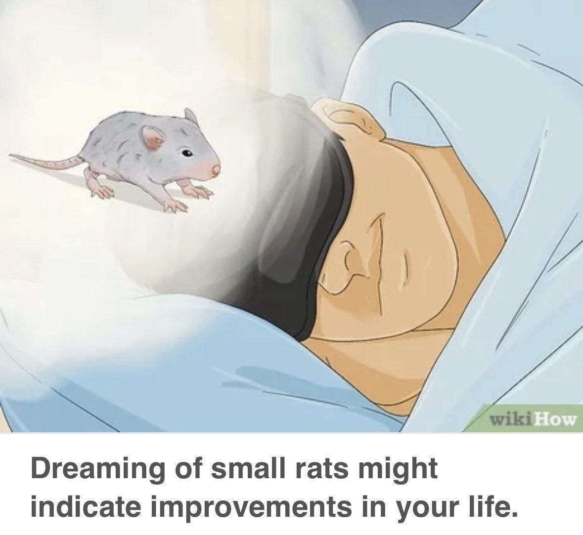 wiki Dreaming of small rats might indicate improvements in your life.