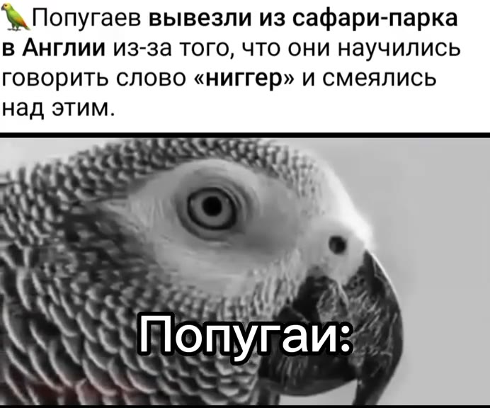 № Попугаев вывезли из сафари-парка в Англии из-за того, что они научились говорить слово «ниггер» и смеялись