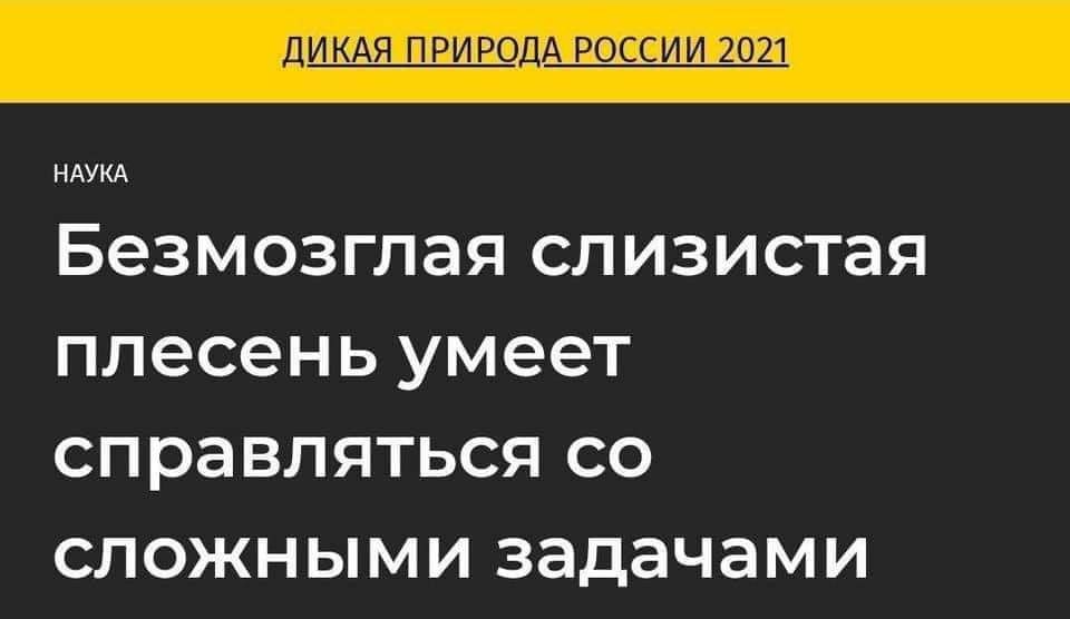 ДИКАЯ ПРИРОДА РОССИИ 2021 НАУКА Безмозглая слизистая плесень умеет справляться сложными задачами