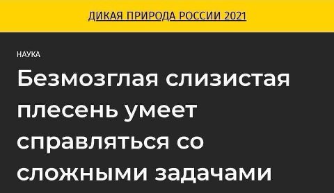 ДИКАЯ ПРИРОДА РОССИИ 2021 НАУКА Безмозглая слизистая плесень умеет справляться сложными задачами