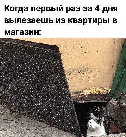 Когда первый раз за 4 дня вылезаешь из квартиры в магазин: у 7 к и WAN i i NNN