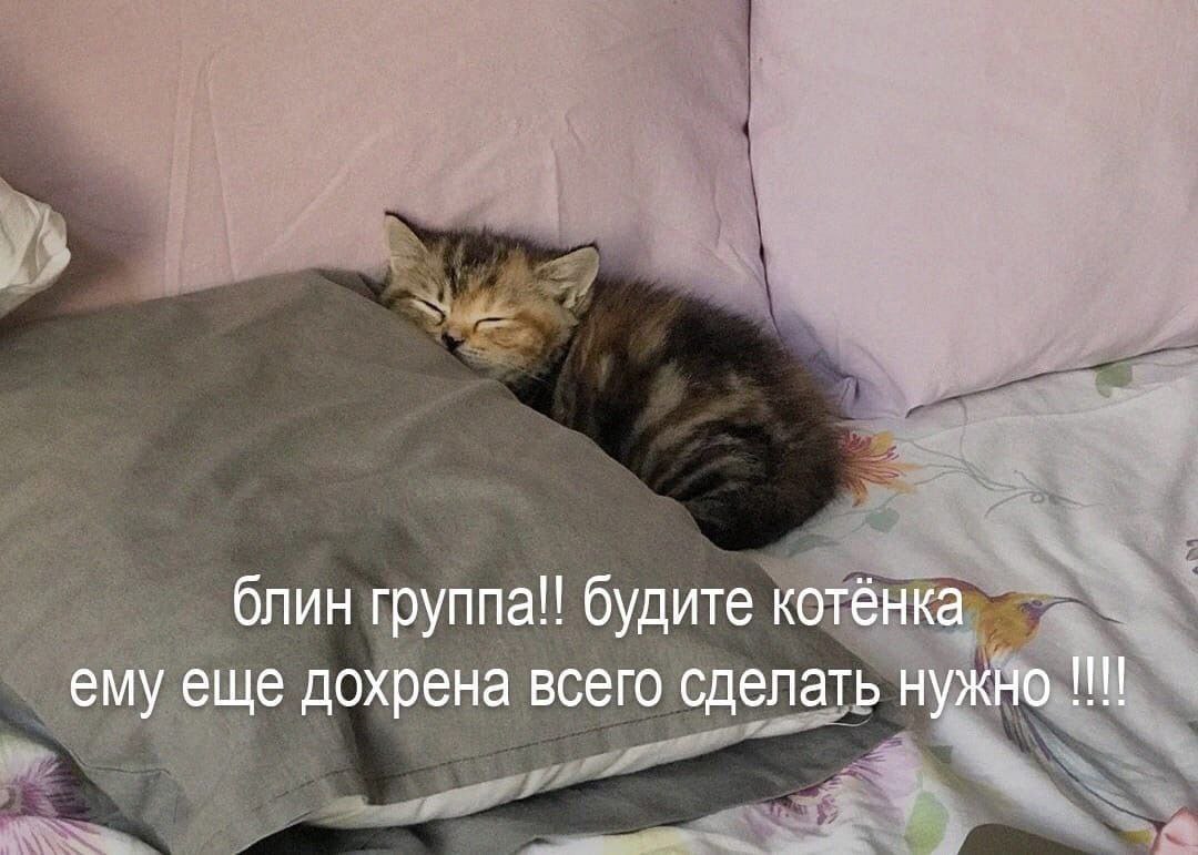 блин группа!! будите котёнка ему еще дохрена всего сделать нужно