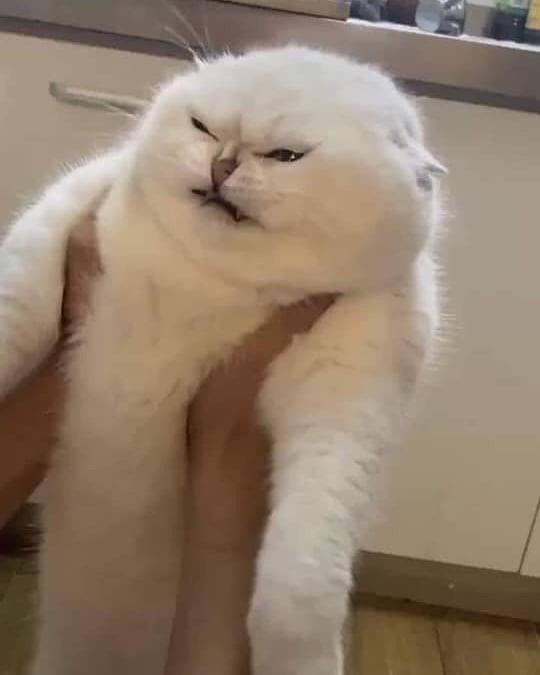 а