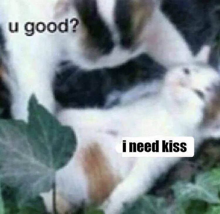 need kiss 4
