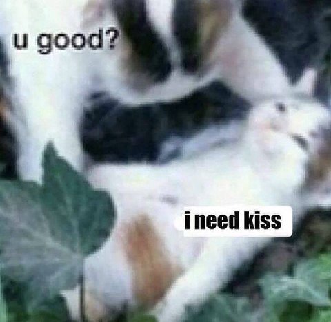need kiss 4