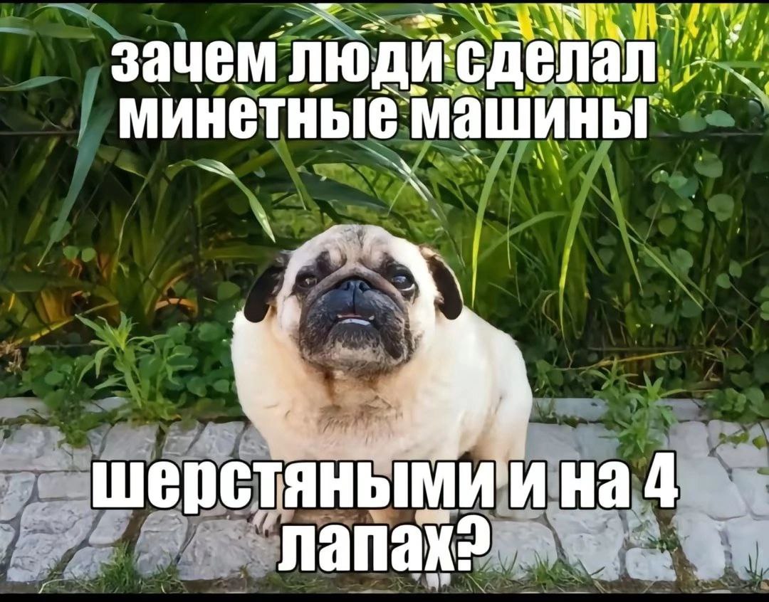 зачем ЛЮДИ минетные машины шерстянымии