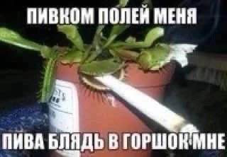 ПИВНОМ ПОЛЕЙ МЕНЯ aN ПИВА БЛЯДЬ