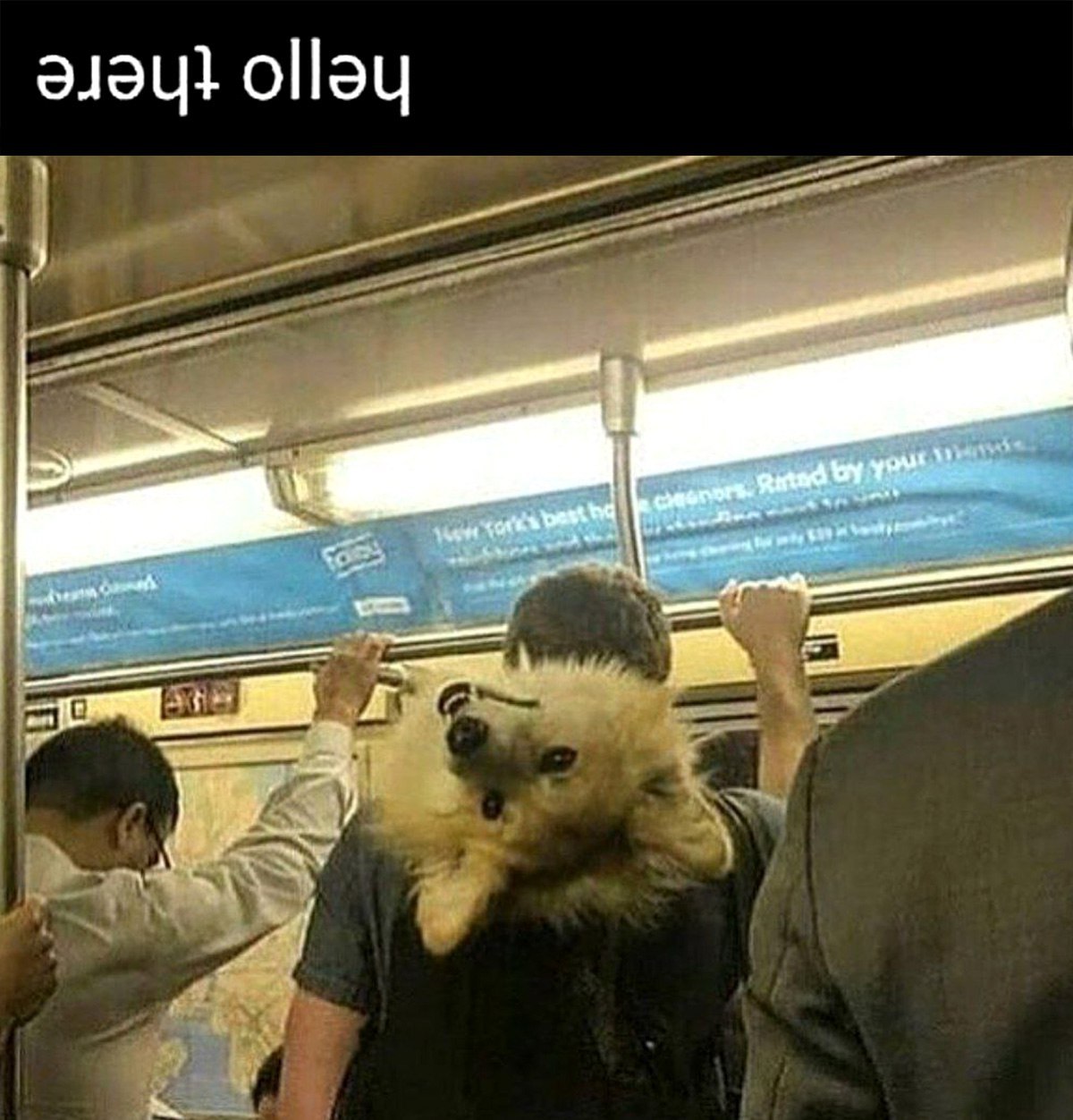 ollau