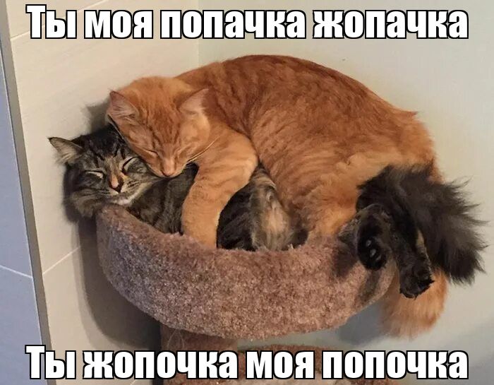 моя попачка жопачка Ты жопочка моя попочка