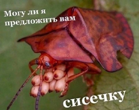 Могу ли я предложить вам 8 сисечку
